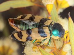 Calotemognatha yarelli