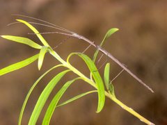 Sipyloidea whitei
