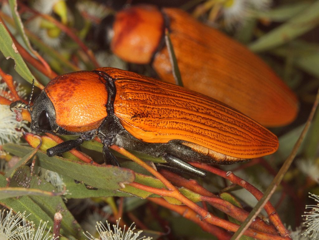 Genus Temognatha · iNaturalist