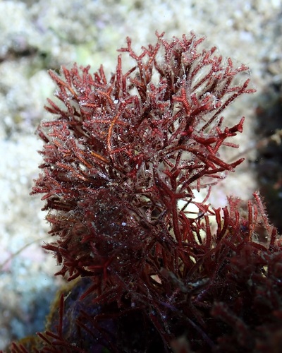 Actinotrichia fragilis
