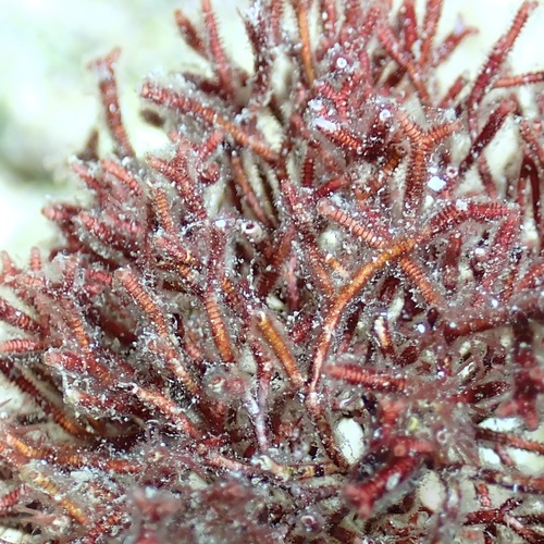 Actinotrichia fragilis