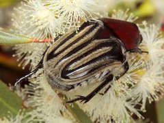 Trichaulax philipsii