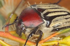 Trichaulax philipsii