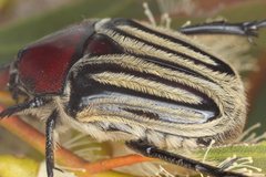 Trichaulax philipsii