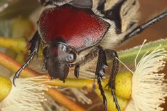 Trichaulax philipsii
