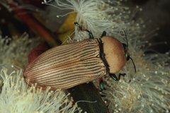 Castiarina flava