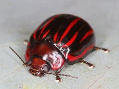 Paropsisterna semivittata