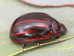 Paropsisterna semivittata