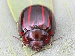 Paropsisterna semivittata