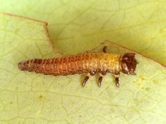 Paropsisterna hectica