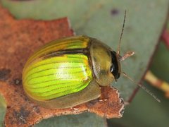 Paropsisterna hectica