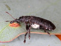 Isacantha dermestiventris