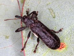 Isacantha dermestiventris