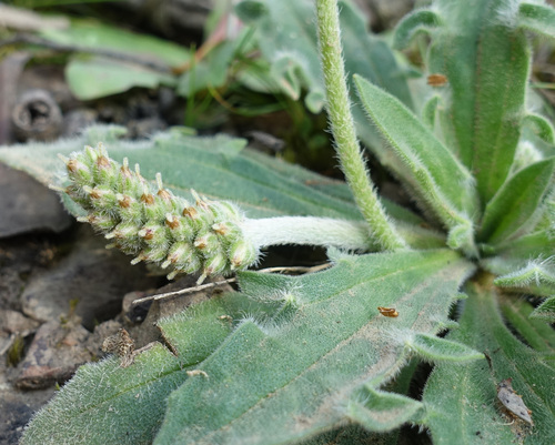 Image of Plantago varia by (c) yatesy, some rights reserved (CC BY)