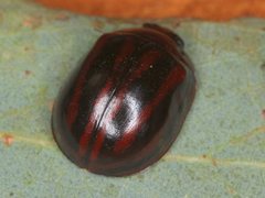Paropsisterna stygia