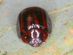 Paropsisterna stygia