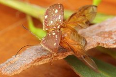 Paropsis geographica