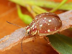 Paropsis geographica