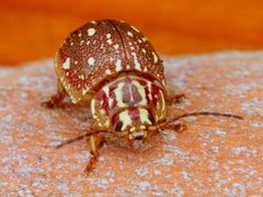 Paropsis geographica