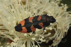Castiarina kershawi