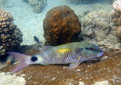 Indian Goatfish photo 2