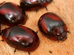 Paropsisterna erudita