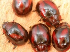 Paropsisterna erudita