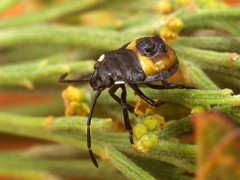 Aplerotus maculatus