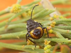 Aplerotus maculatus