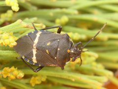 Aplerotus maculatus