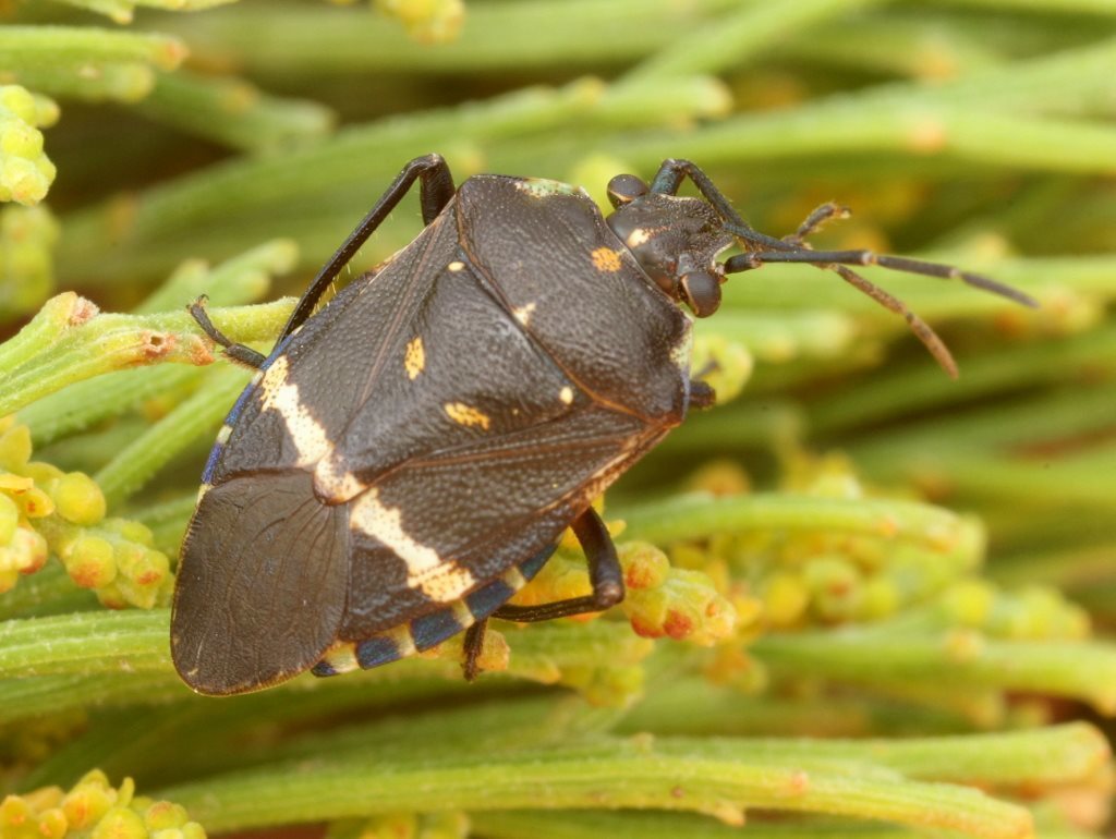 Aplerotus