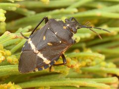 Aplerotus maculatus