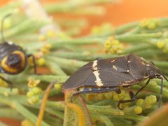 Aplerotus maculatus
