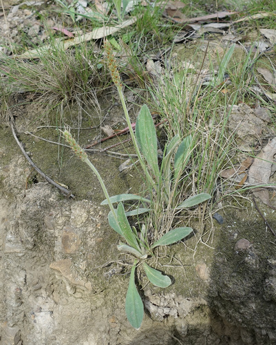 Image of Plantago varia by (c) yatesy, some rights reserved (CC BY)
