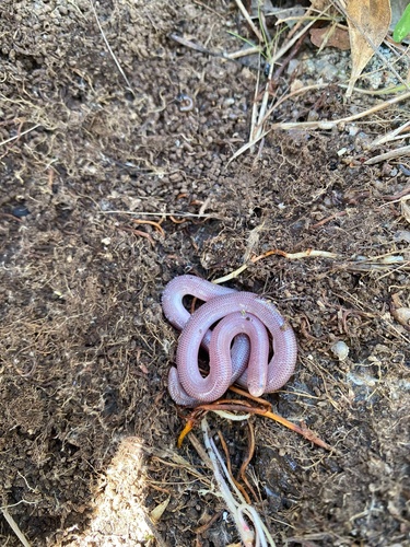 Woodland Blind Snake