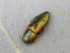 Melobasis purpurascens