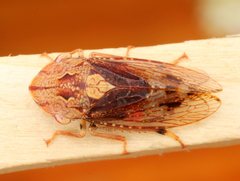 Stenocotis depressa