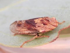 Stenocotis depressa
