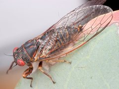 Clinopsalta adelaida