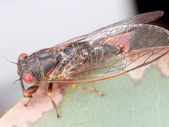 Clinopsalta adelaida