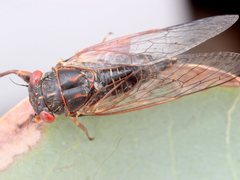 Clinopsalta adelaida