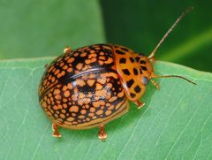 Paropsisterna fulvoguttata