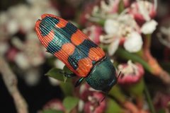 Castiarina crenata