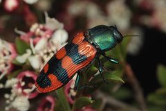 Castiarina crenata