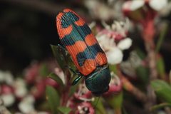 Castiarina crenata