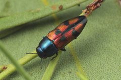 Melobasis gratiosissima