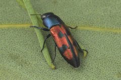 Melobasis gratiosissima