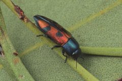 Melobasis gratiosissima
