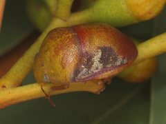 Solenotichus circuliferus