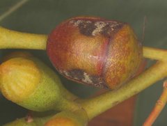 Solenotichus circuliferus